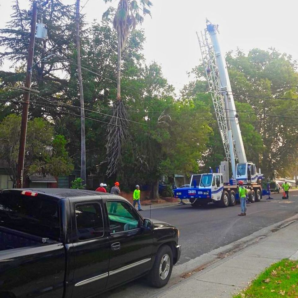 Professional tree service team preparing a mobile truck crane for technical hazardous removal – Bud’s Tri-County Tree Services Inc. – Licensed #785788