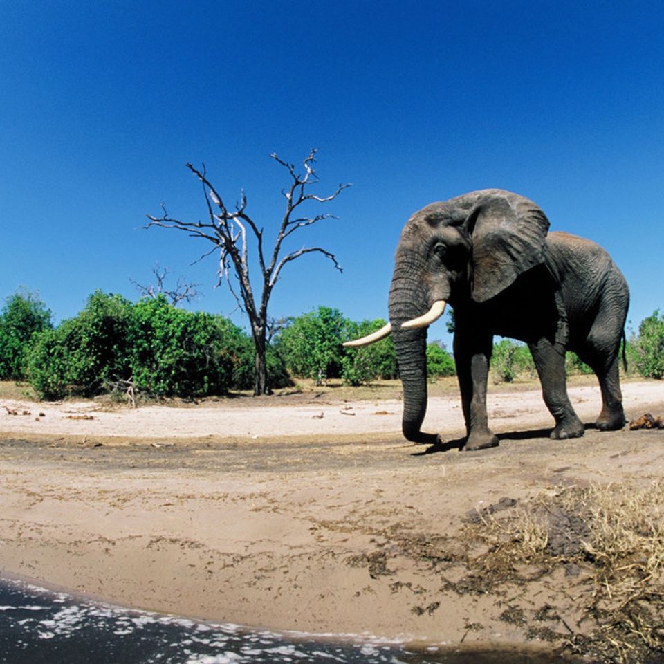 Chuckgraham africanelephant img03220121211 21832 19qxyl2 0