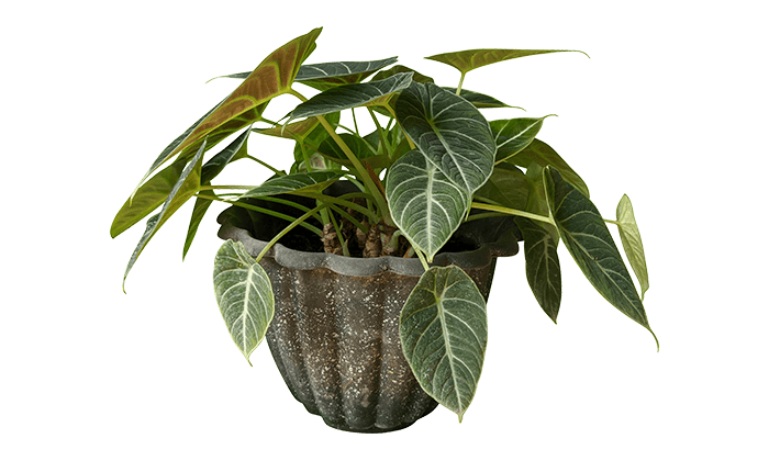 Houseplant