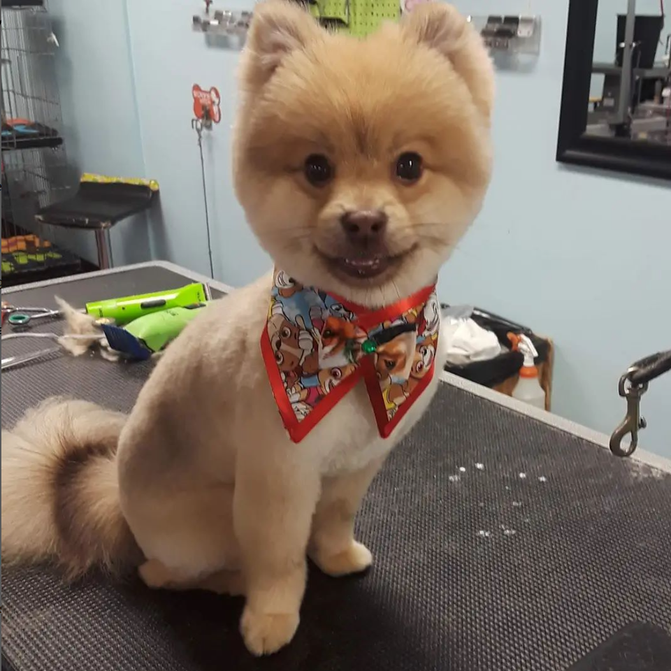 Dog