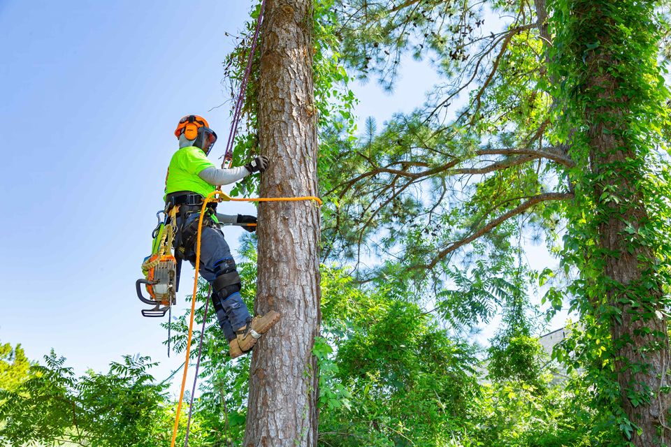 Risingsuntreeremovalclimbing