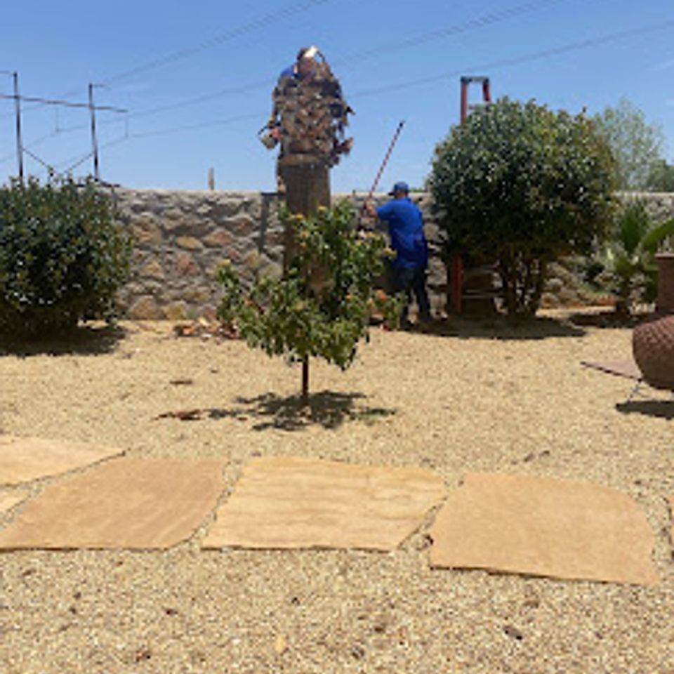 Golden cut tree 2