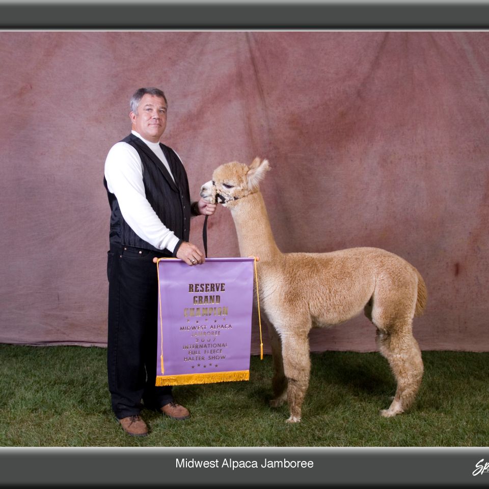 King aslan color champ