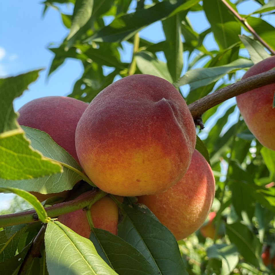 Peach fb