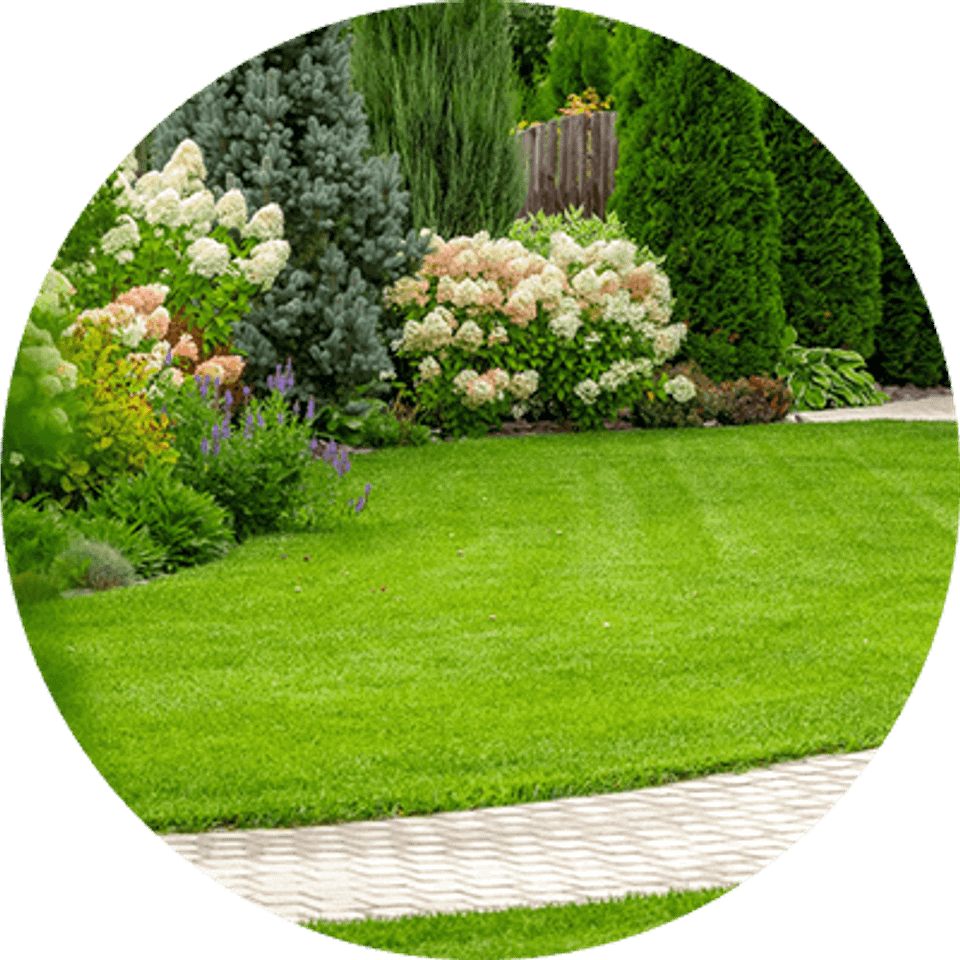 Trees   shrubs