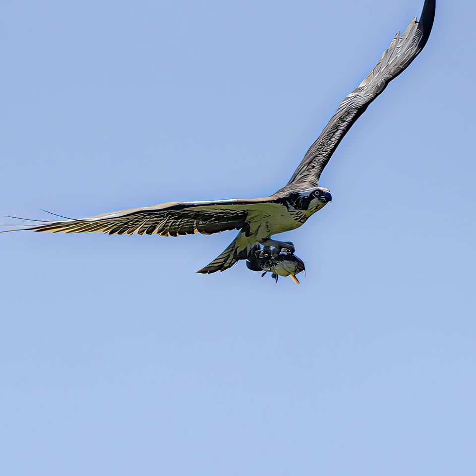 Bird with dinner