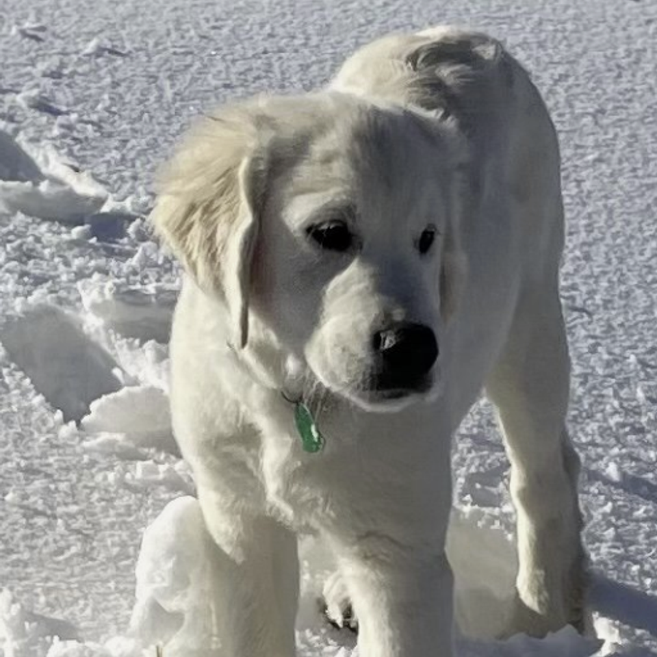 Pup2