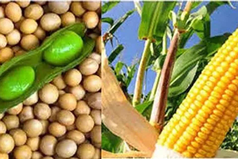 Soybeen gmo 1