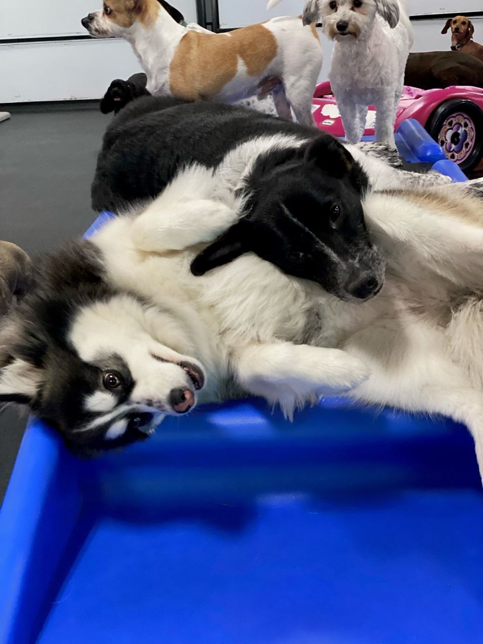 Bestbuddies
