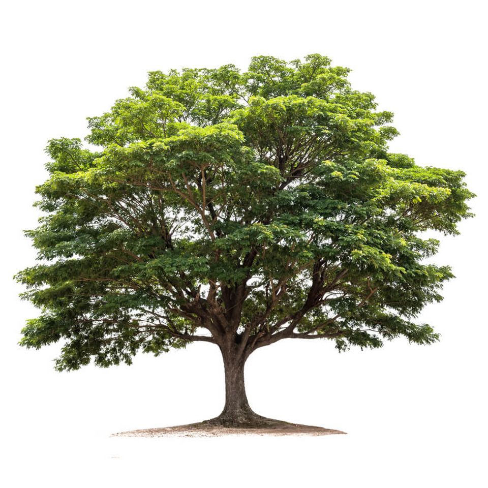 Oak