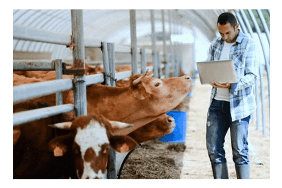 Farmer checking on cows cattle livestock