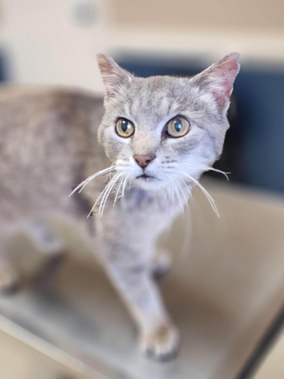 Getattachmentthumbnail (1)