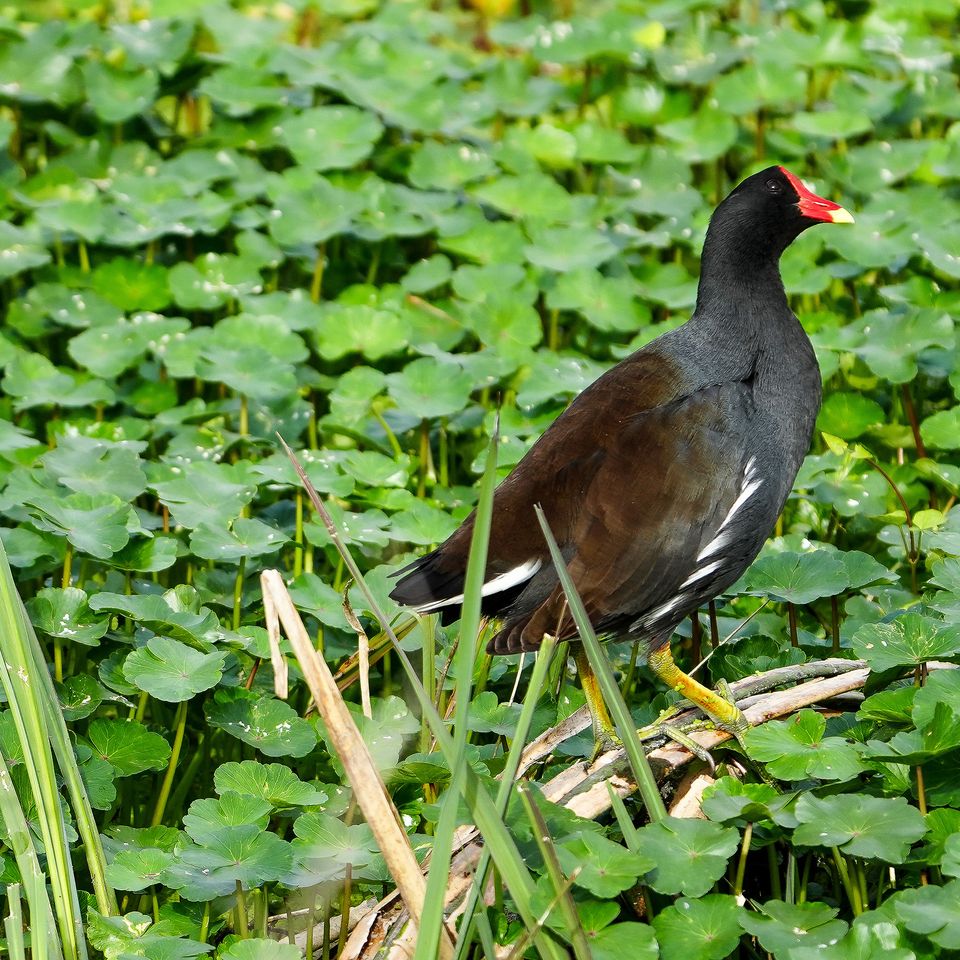Red beak bird   website