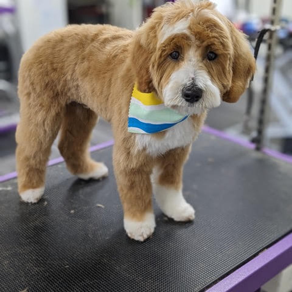 Best dog groomer in spring valley