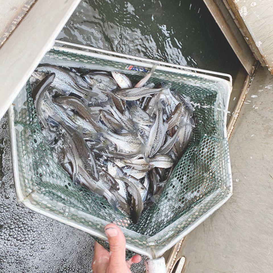Largemouthbass
