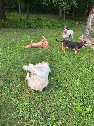 Rolling dogs