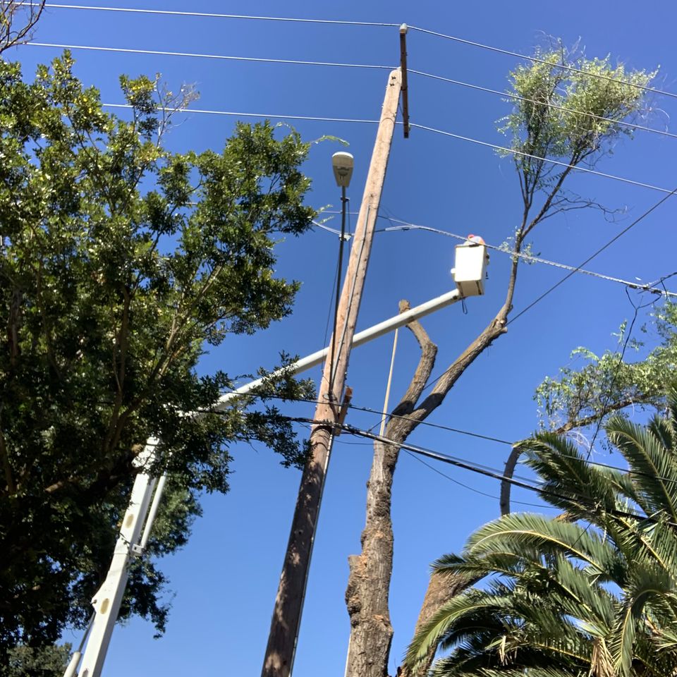 Clearing overhanging tree branches away from a residential roofline in Dixon CA