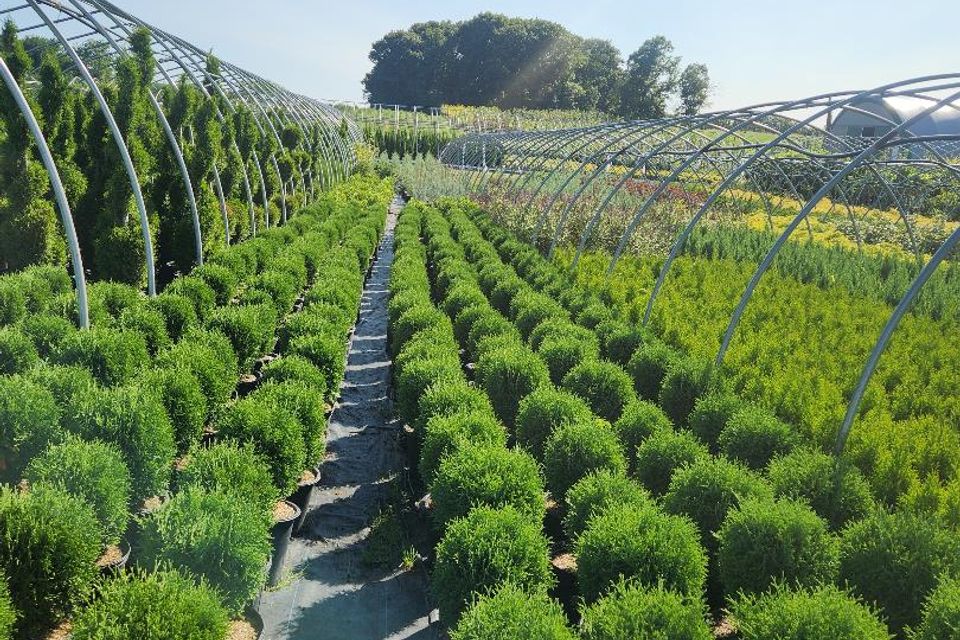 Nursery 6