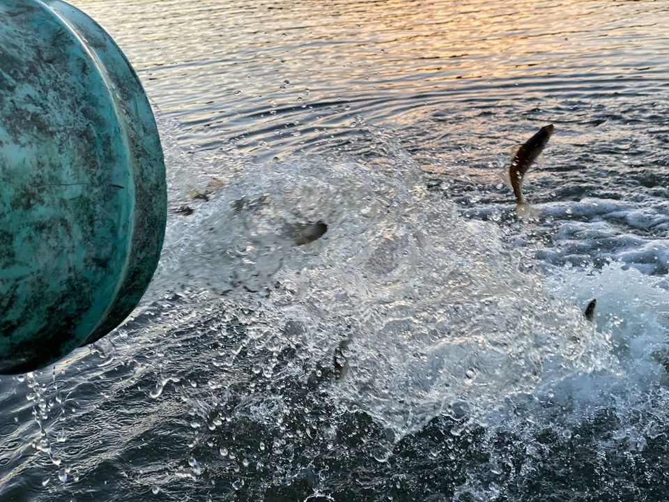 Fishtube