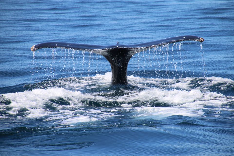 Humpback whale tai
