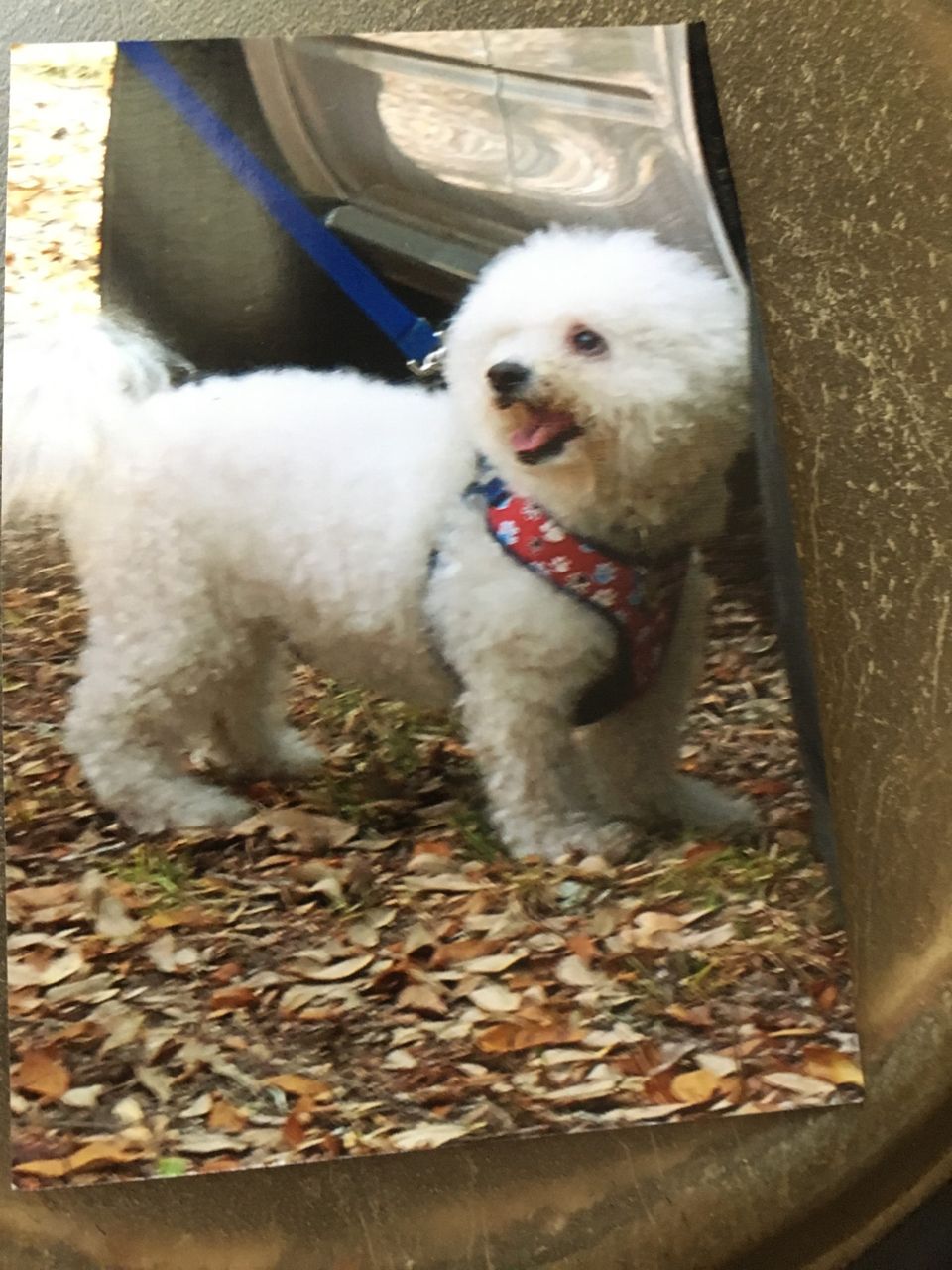 Rudy alerting on a vehicle