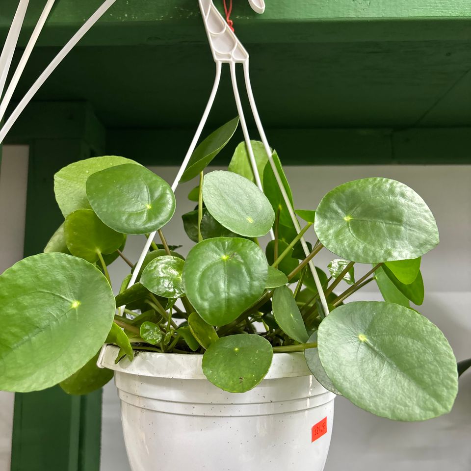 79832203332  2cb7afbb 4f99 4ab3 a9d0 43534482b793