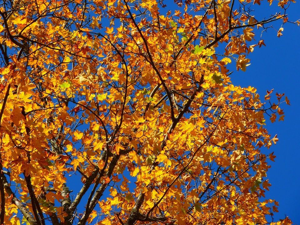 Autumn 63271 128020170726 27337 usoeor