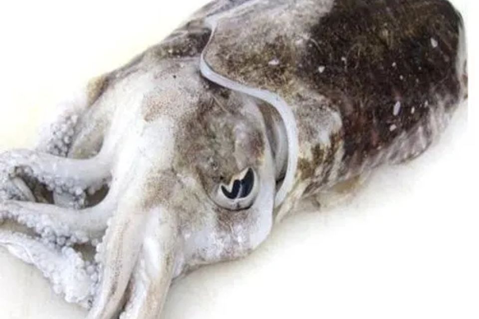 Cuttle fish 1  500x500