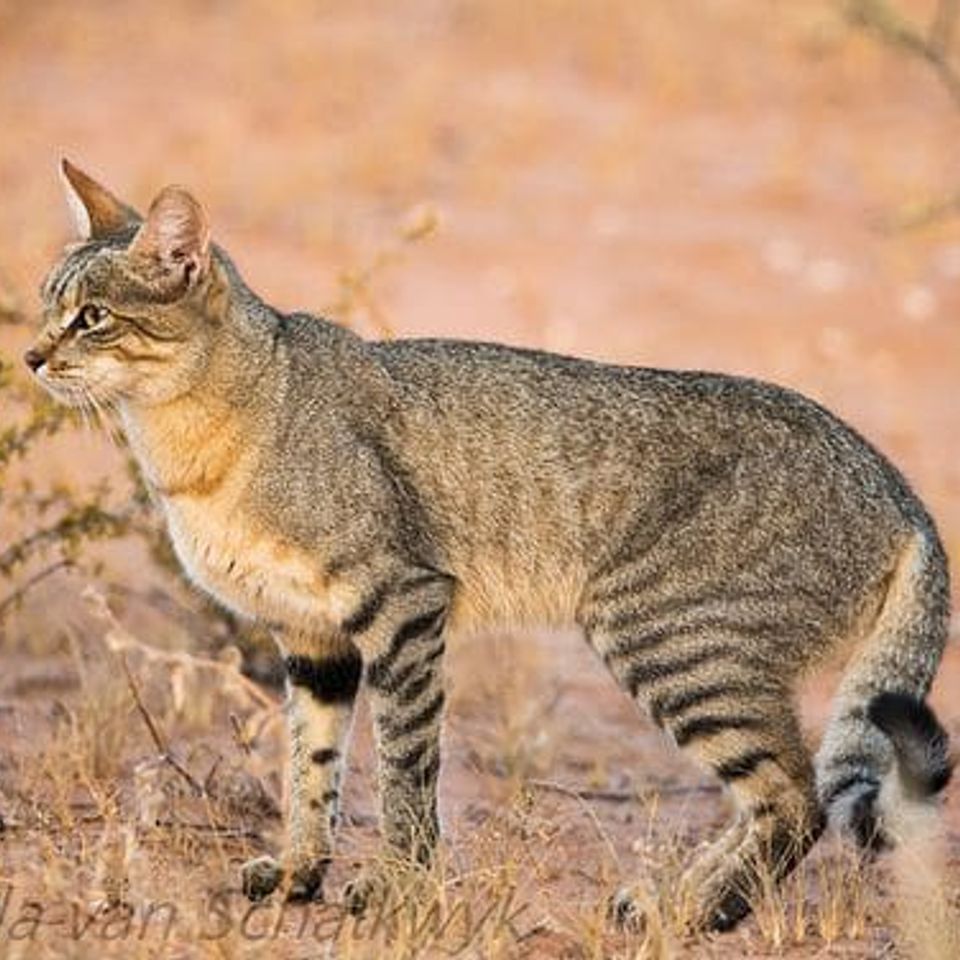 African wildcat 1