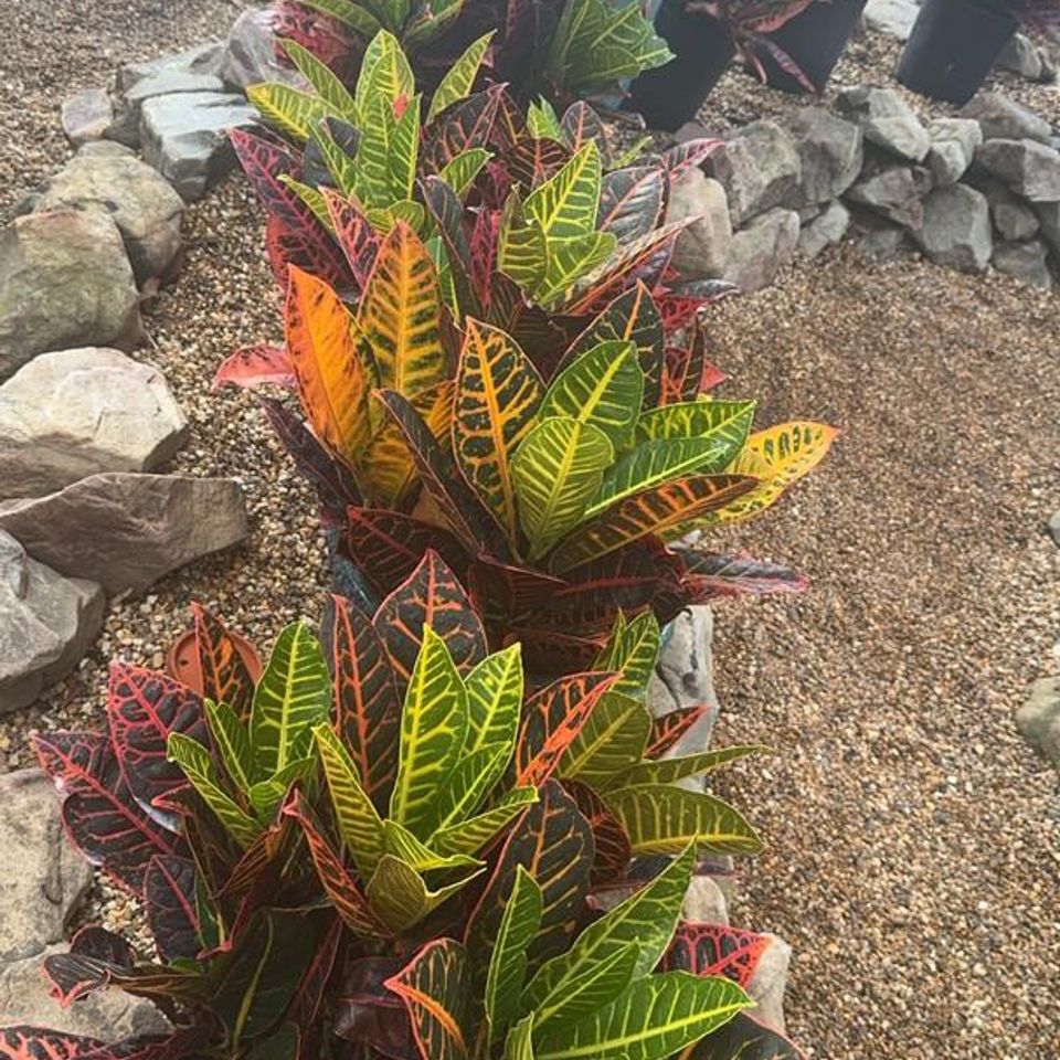 Hocottshouseplants2