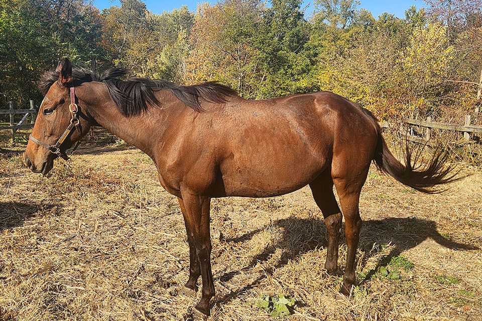 Curlin2