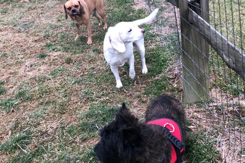 3dogs standing