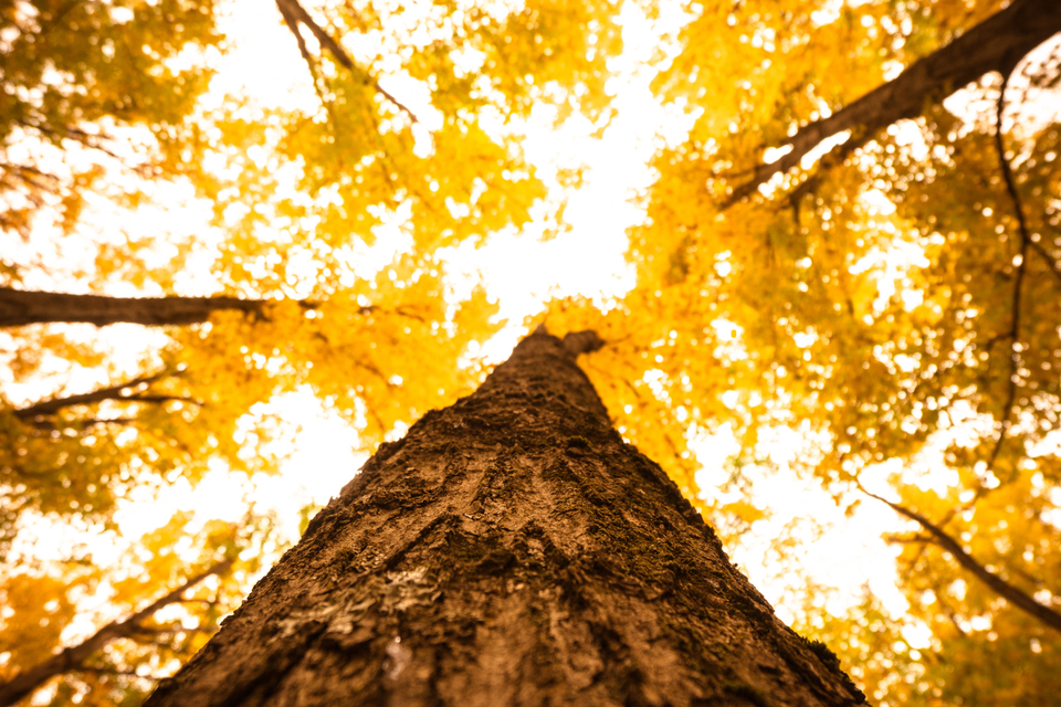 Tree service in middlefield  ct