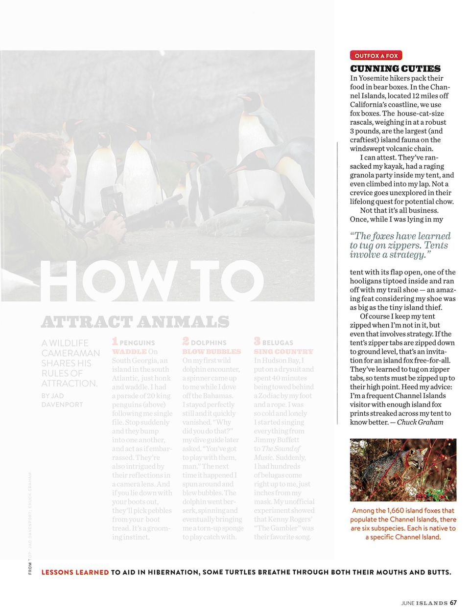 Chuckgraham islandfox islands single20150915 30637 ui5pel