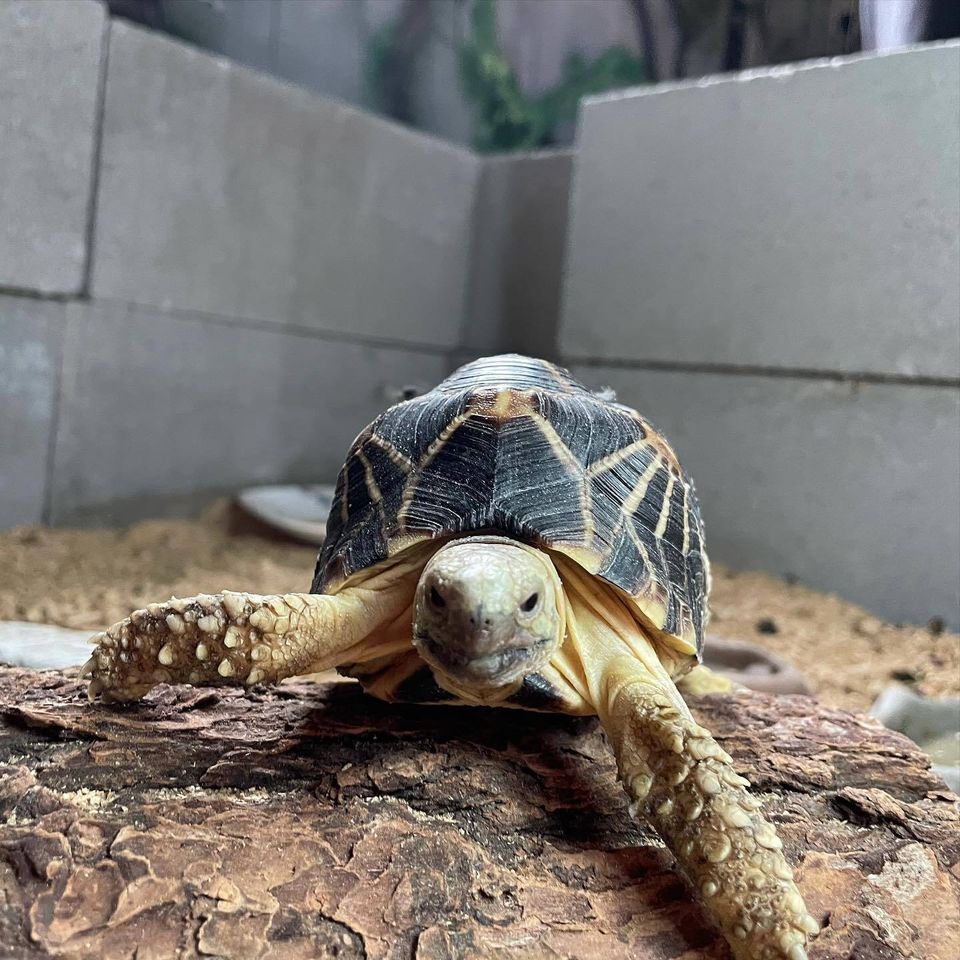 Baby tortoise