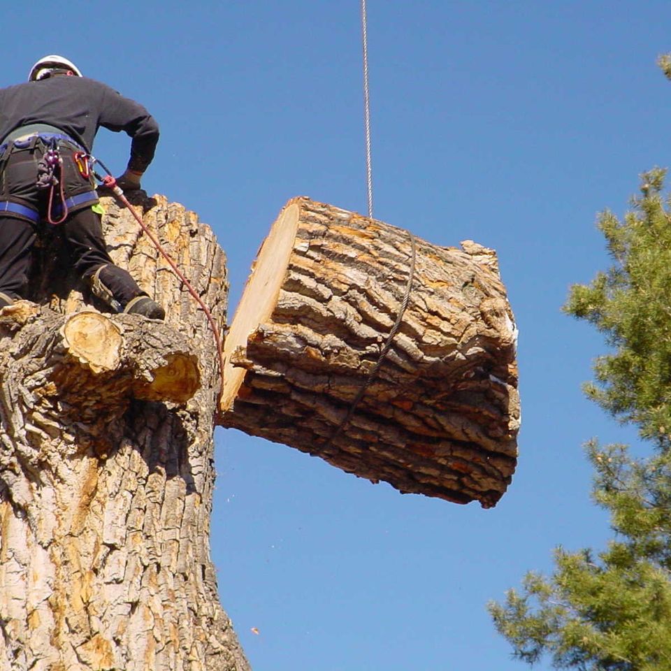 Tree removal 1