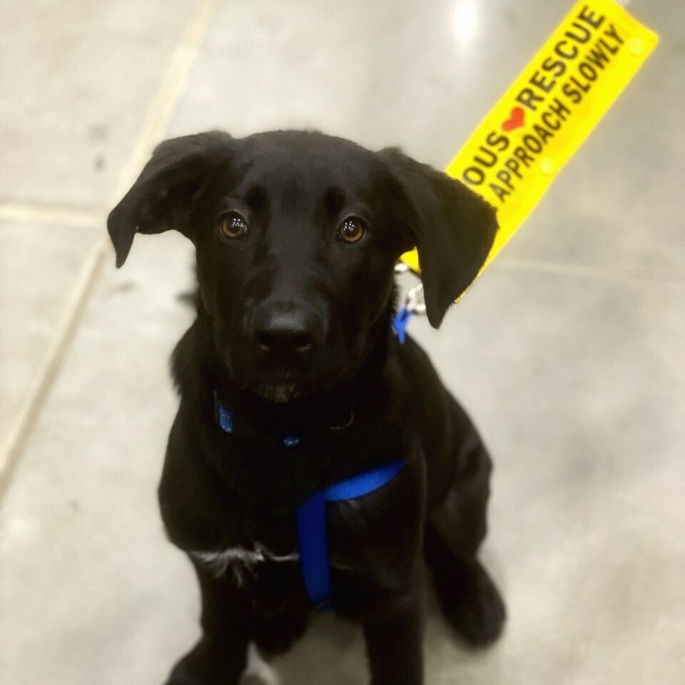 Piper