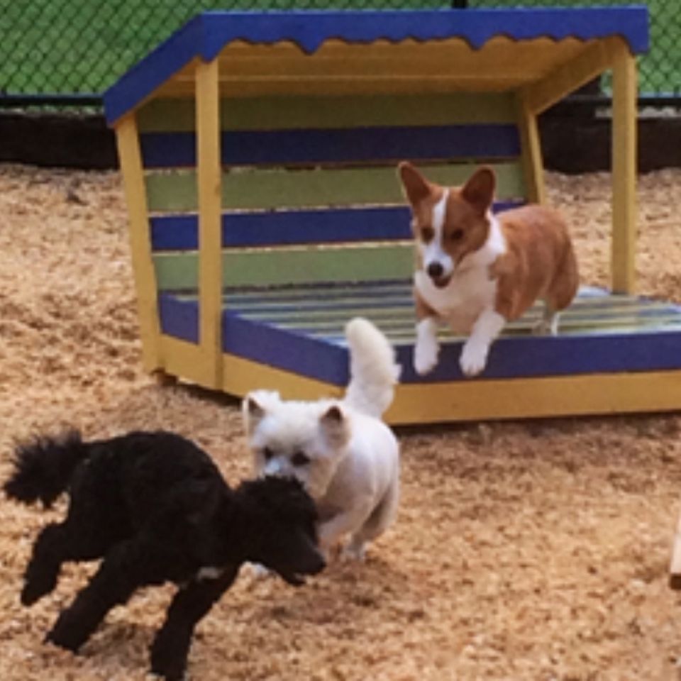 Games   playing chase