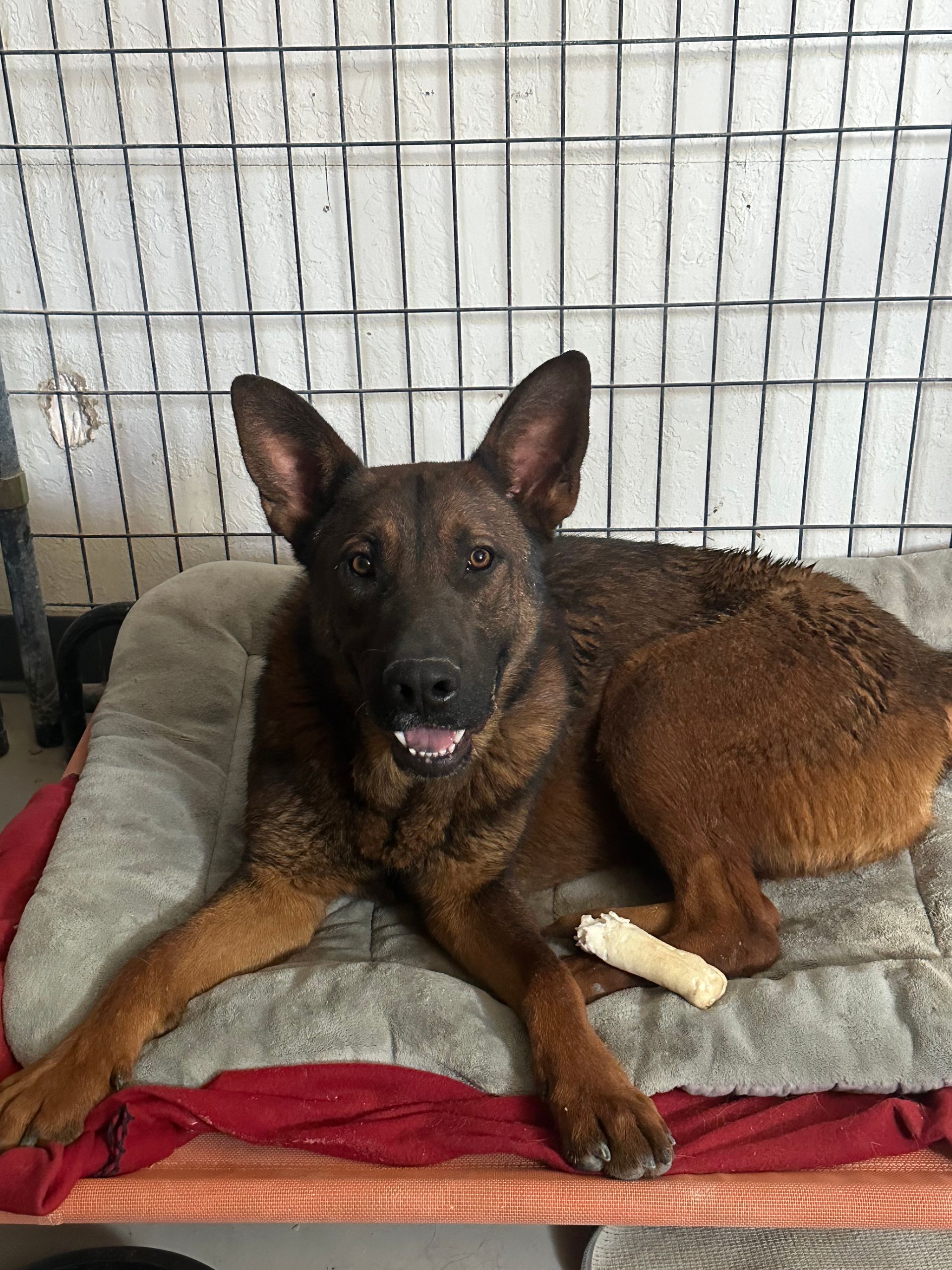 A rescued dog relaxing at Paw-Rump Rehab & Rescue
