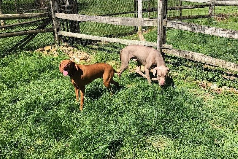 Goose and shay4