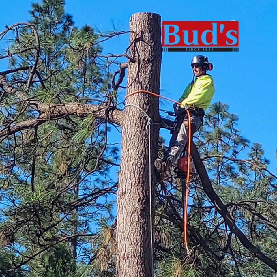 Certified tree specialist in branded safety gear performing technical log-by-log dismantling – Bud’s Tri-County Tree Services Inc. – Licensed #785788