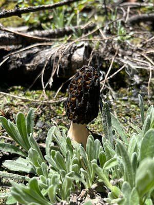 A morel mushroom in the wild 