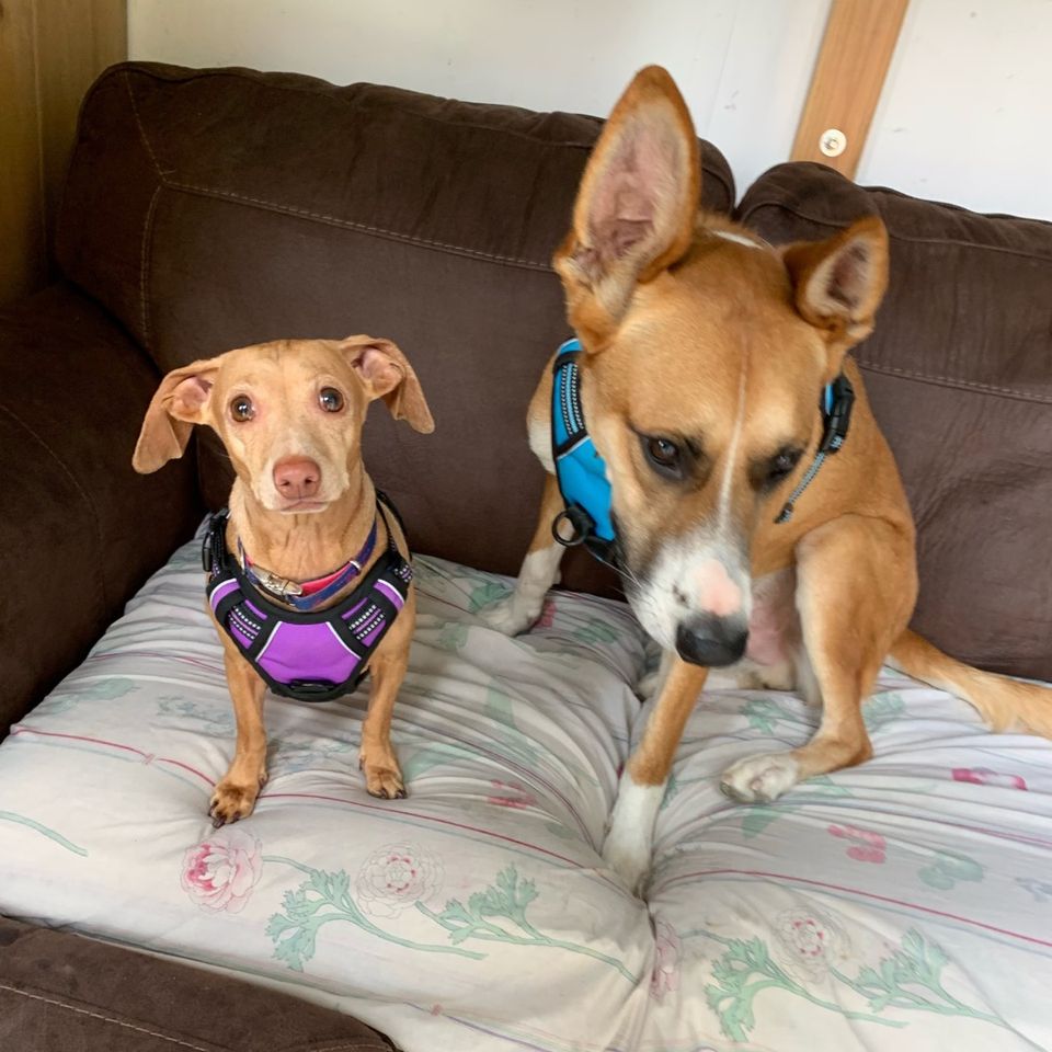 473545157 1033954712119460 7109132154463643087 n