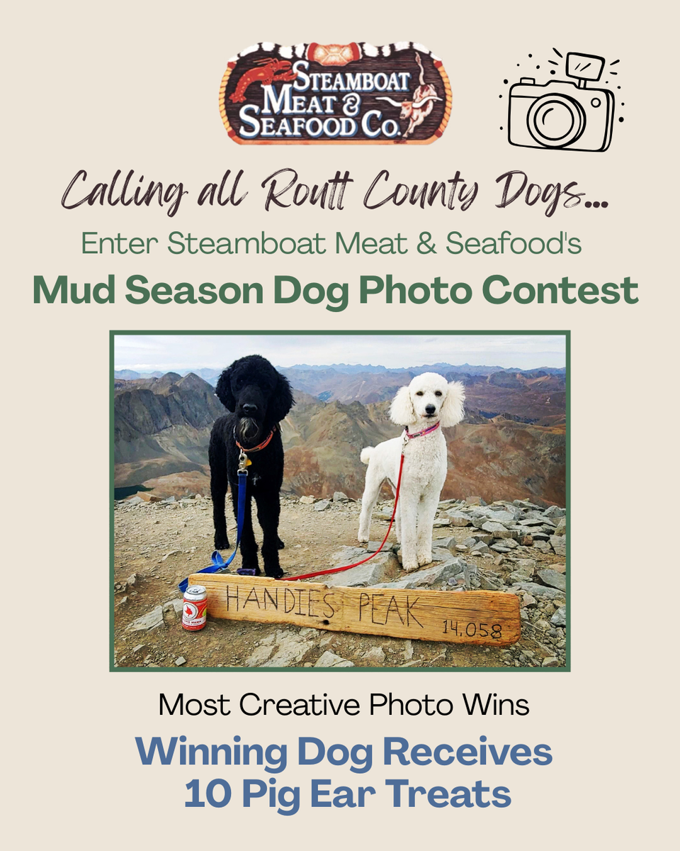 Dog photo contest post 