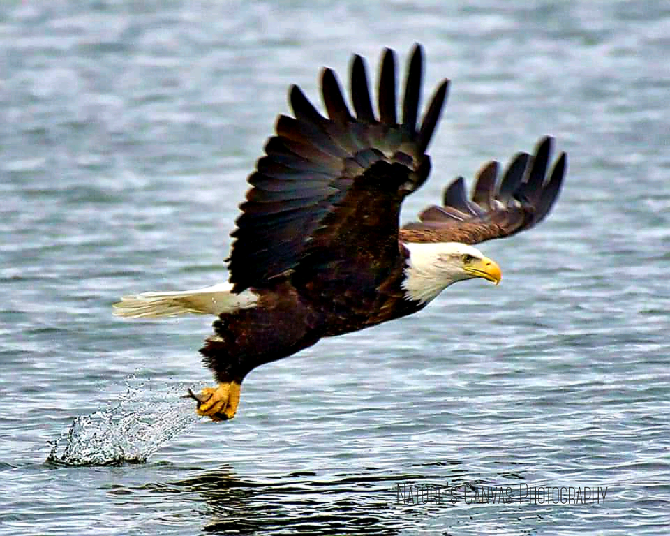 Eagle