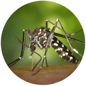 392ac7ae 976e 45c3 8063 1bf822286833 960x960 bug