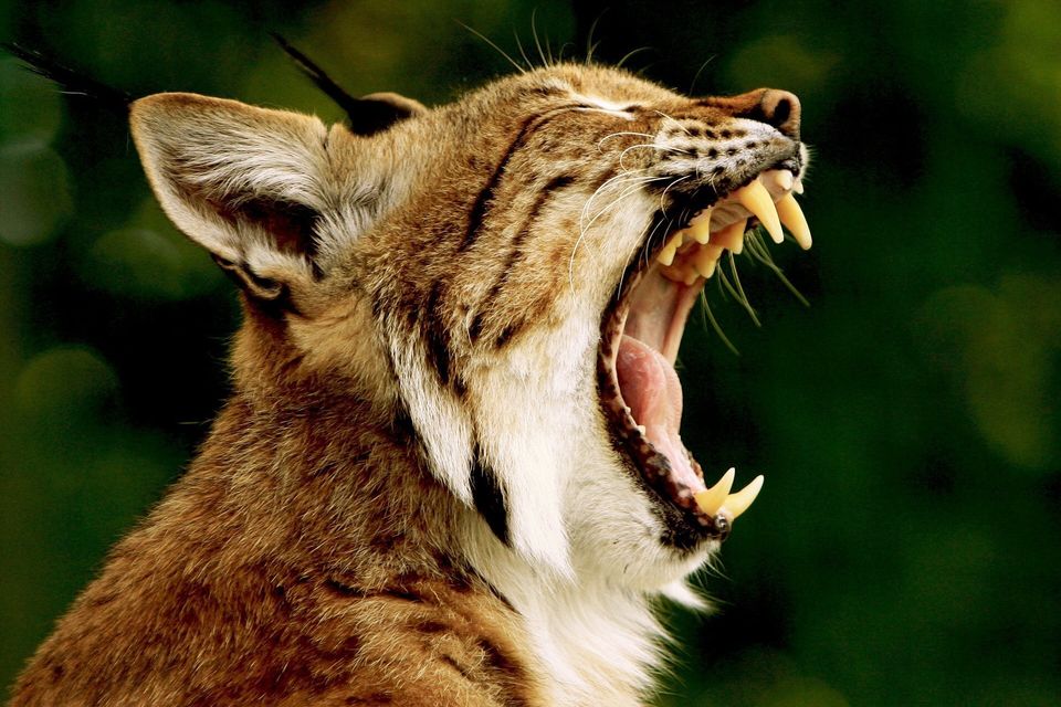 Lynx gcb7847635 1920
