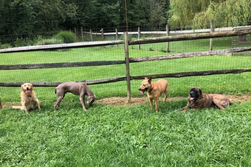 4dogsingrass