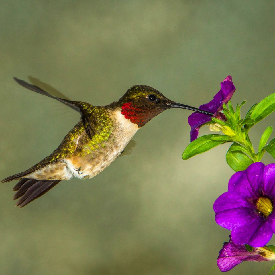 Bird pic