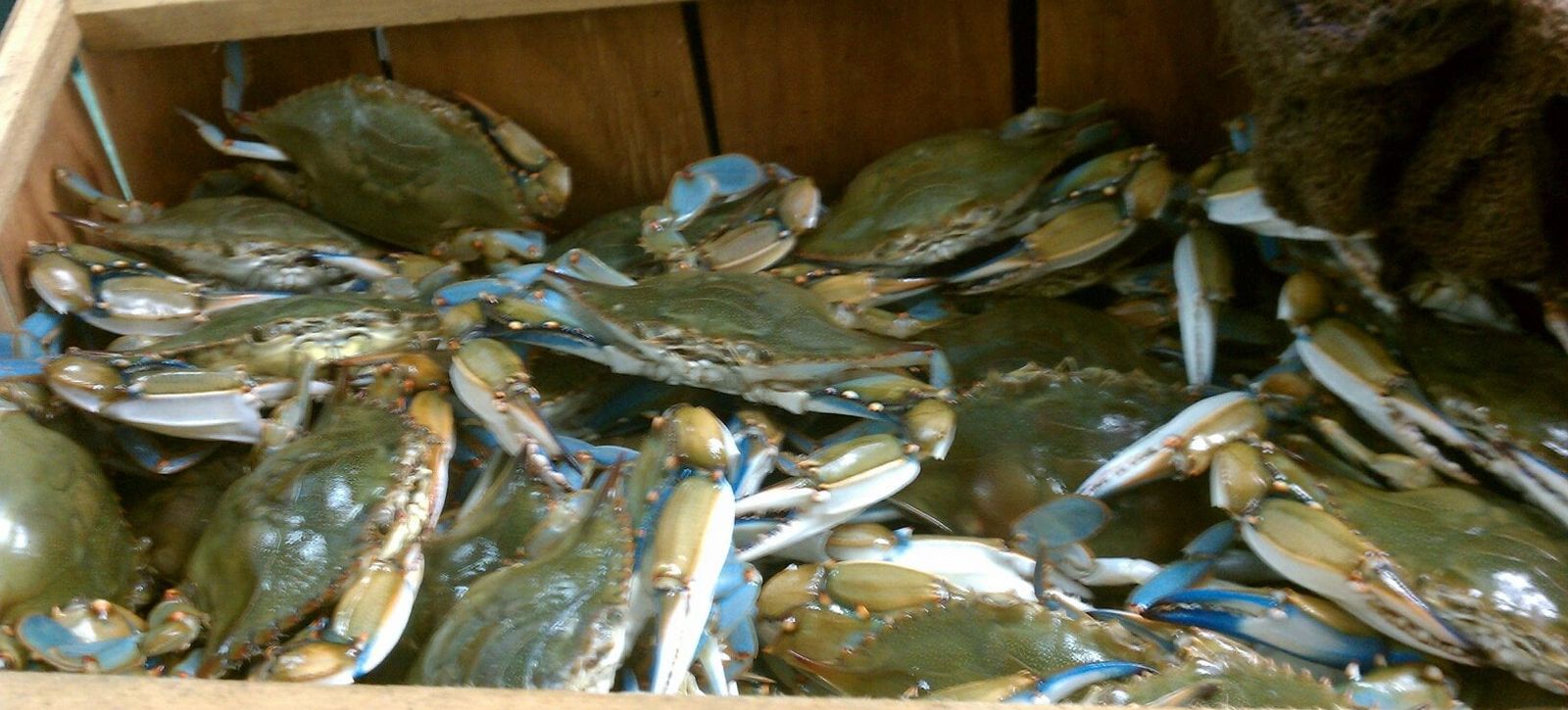 Get Hooked On Katch! Fresh Seafood in Knightdale, NC
